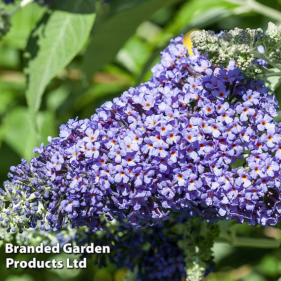 Buddleja 'Lochinch'