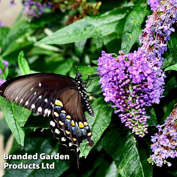 Buddleja 'Lochinch'