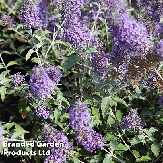 Buddleja 'Lochinch'