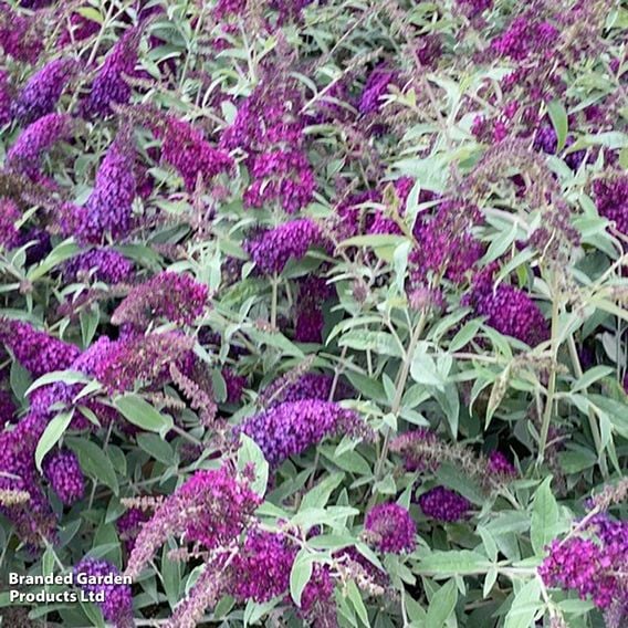 Buddleja davidii 'Magenta Munchkin'