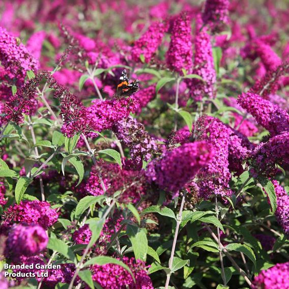 Buddleja davidii 'Miss Ruby'