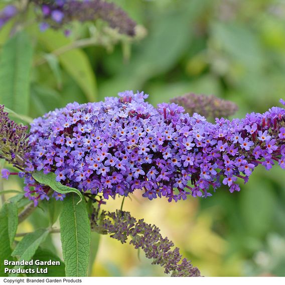 Buddleja davidii 'Purple Emperor'