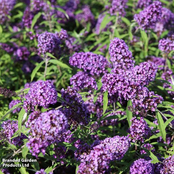 Buddleja davidii 'Purple Emperor'