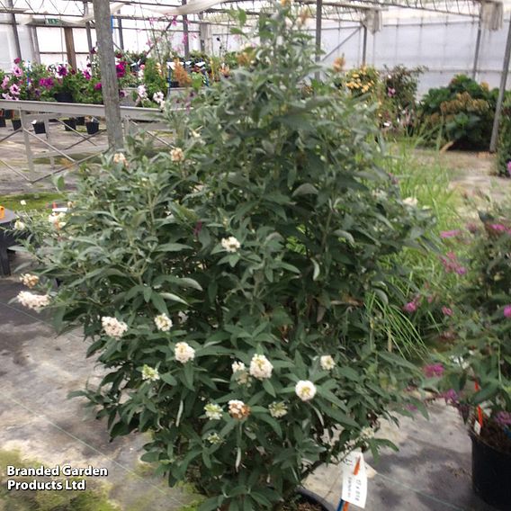 Buddleja 'Butterfly Towers White'
