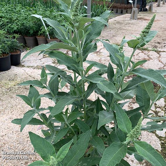Buddleja 'Butterfly Towers White'