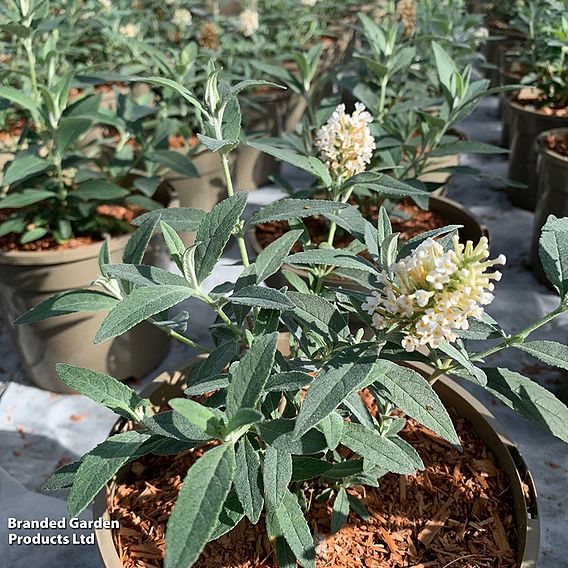 Buddleja 'Butterfly Towers White'