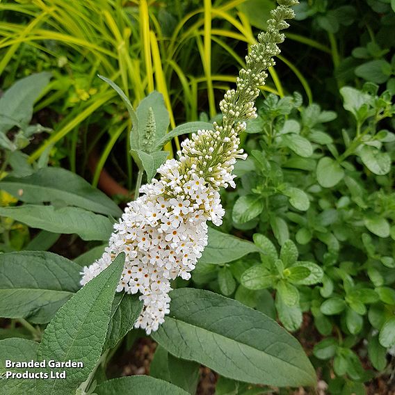 Buddleja 'Butterfly Towers White'