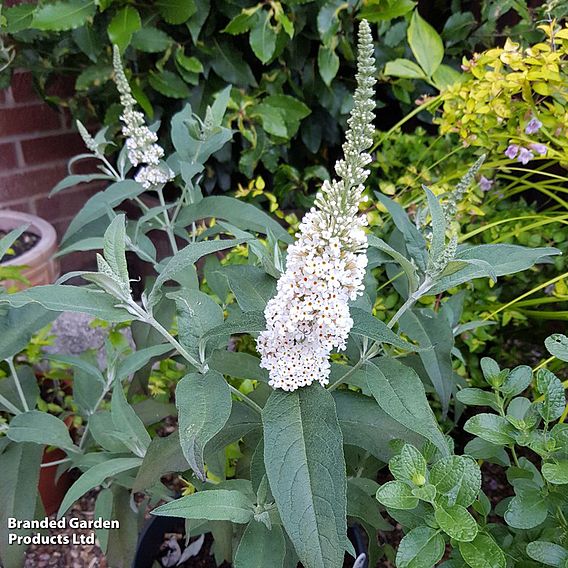 Buddleja 'Butterfly Towers White'