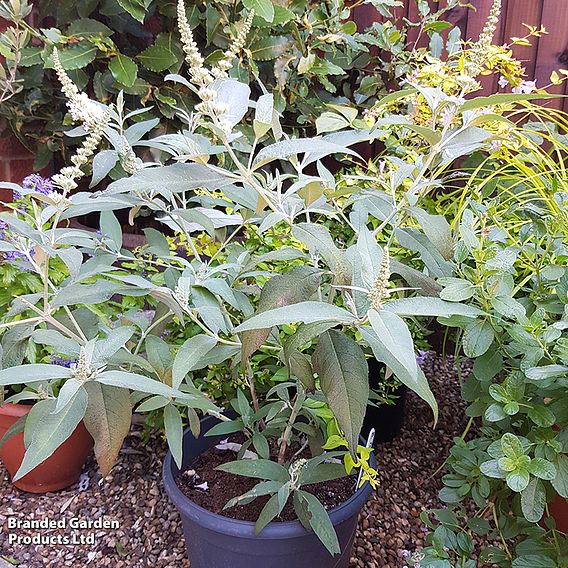 Buddleja 'Butterfly Towers White'