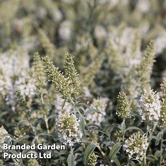 Buddleja davidii 'White Ball'