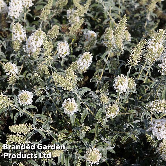 Buddleja davidii 'White Ball'