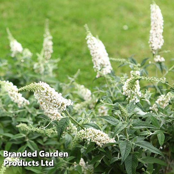 Buddleja 'Lo & Behold - White Chip'