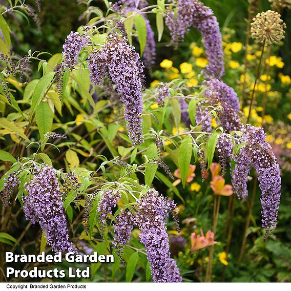 Buddleja davidii 'Wisteria Lane'