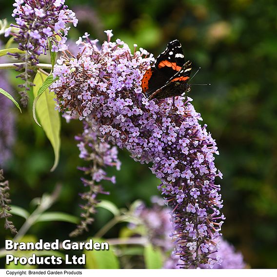 Buddleja davidii 'Wisteria Lane'