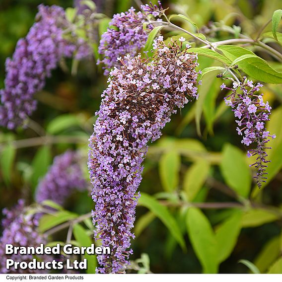 Buddleja davidii 'Wisteria Lane'