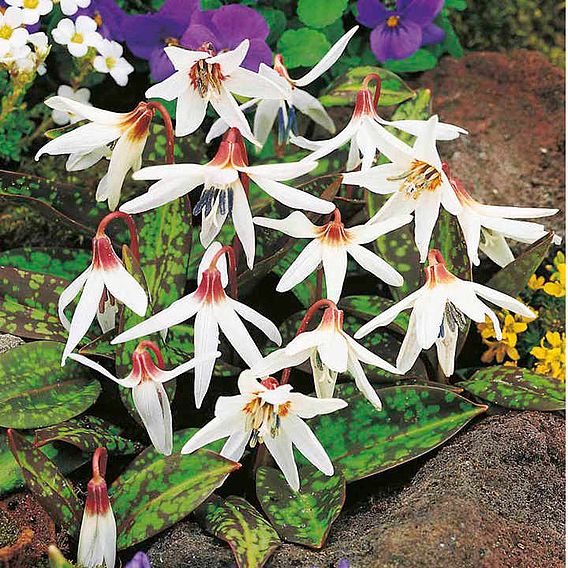 Erythronium californicum 'White Beauty'