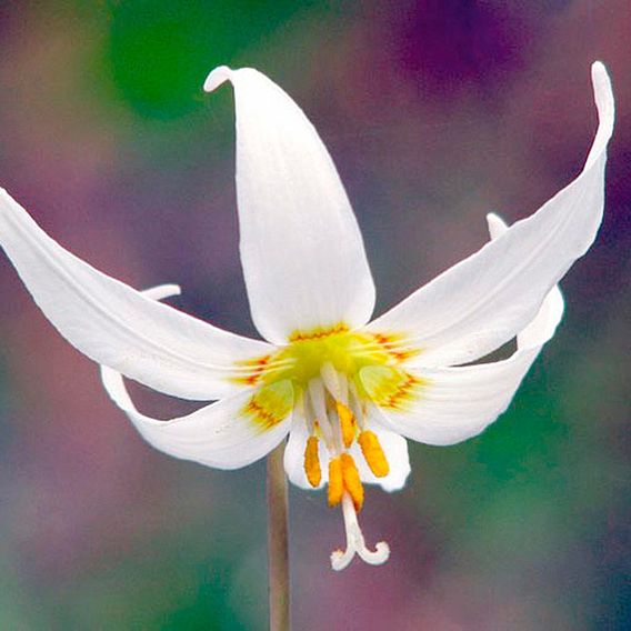 Erythronium californicum 'White Beauty'