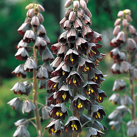 Fritillaria persica