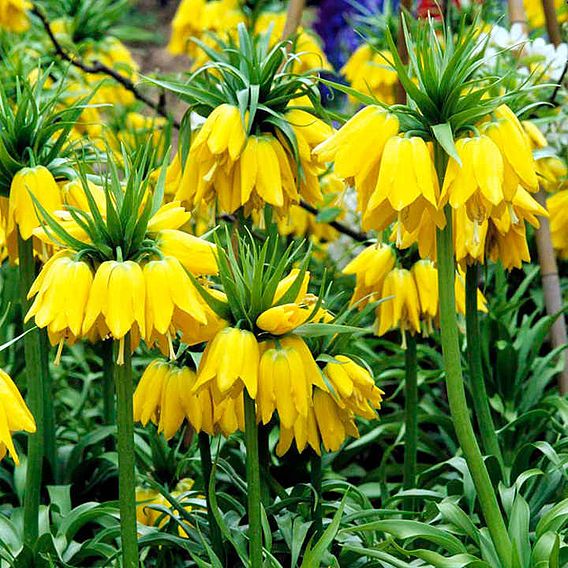 Fritillaria imperialis 'Maxima Lutea'