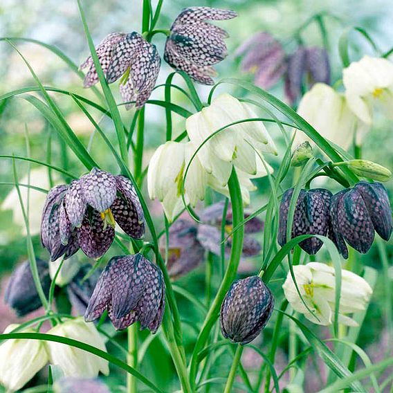 Fritillaria meleagris (Mixed)