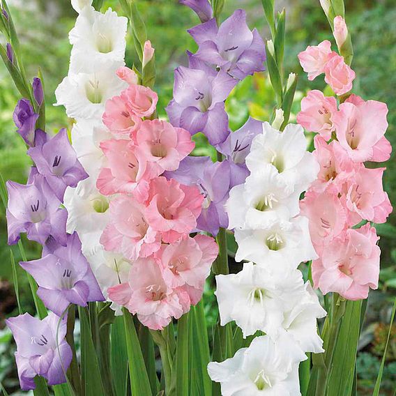 Gladioli Mixed