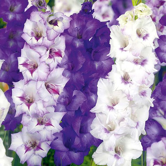 Gladiolus 'Midnight Mix'