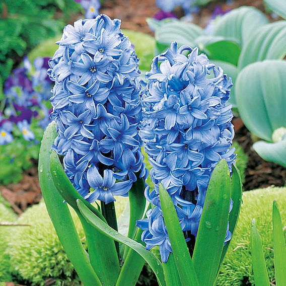 Hyacinth 'Delft Blue'