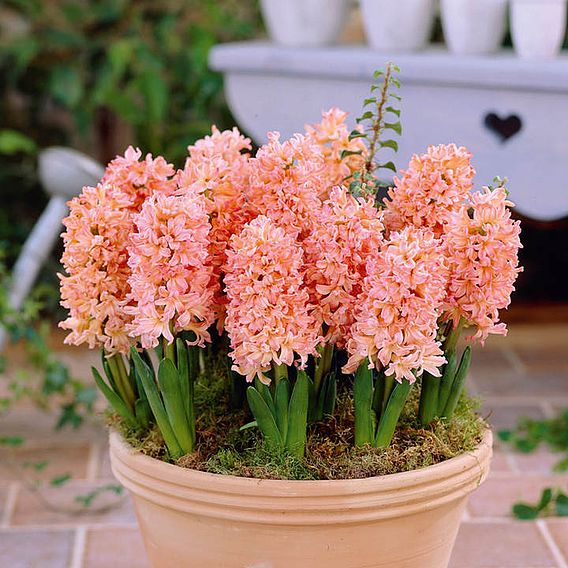 Hyacinth 'Gypsy Queen'