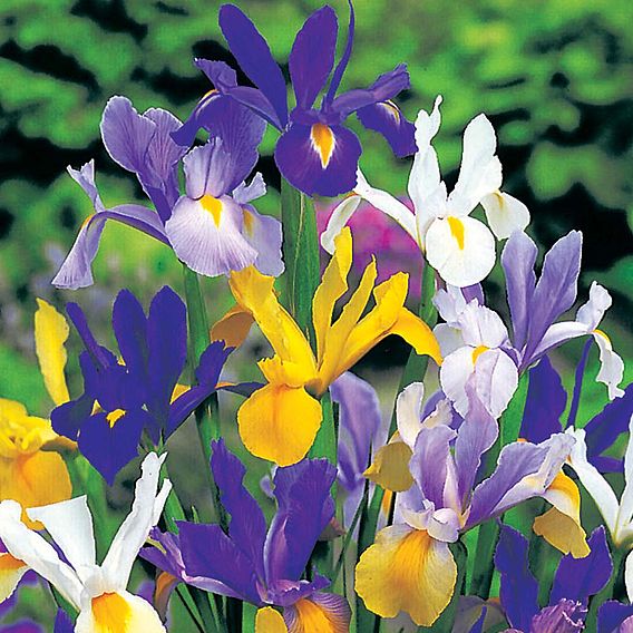 Iris 'Hollandica Mix'