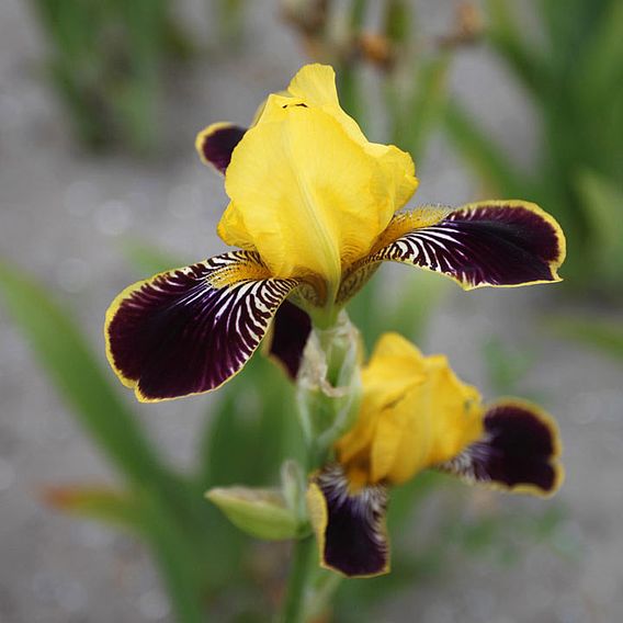 Iris 'Bumblebee Deelite'