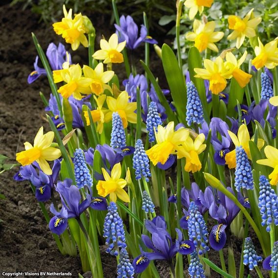 Spring Symphony Bulb Mix