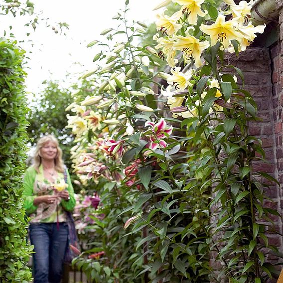 Towering Tree Lily Collection