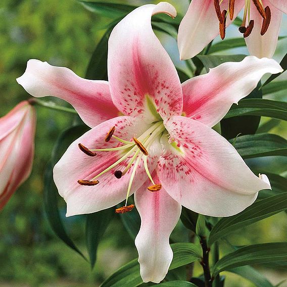 Tree Lily 'Anastasia'