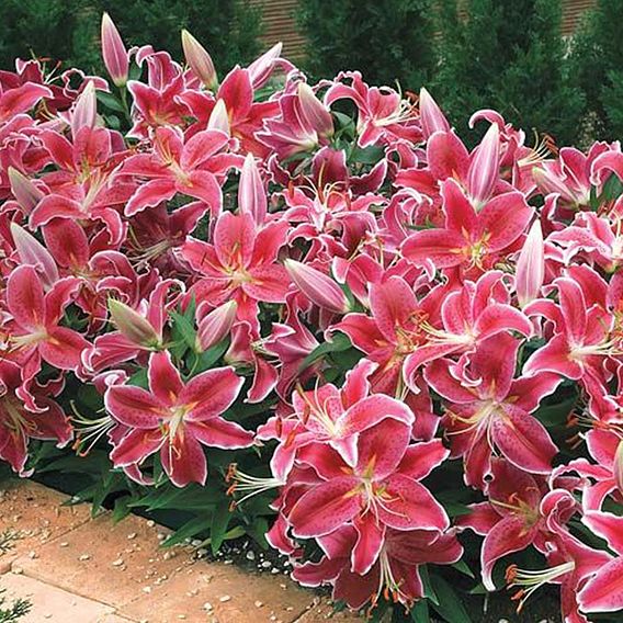 Lily 'Dazzler' (Ground Cover)