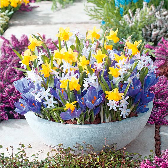 Pots of Colour Bulb Mix