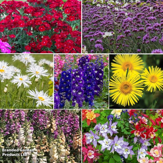 Bumper Perennial Collection