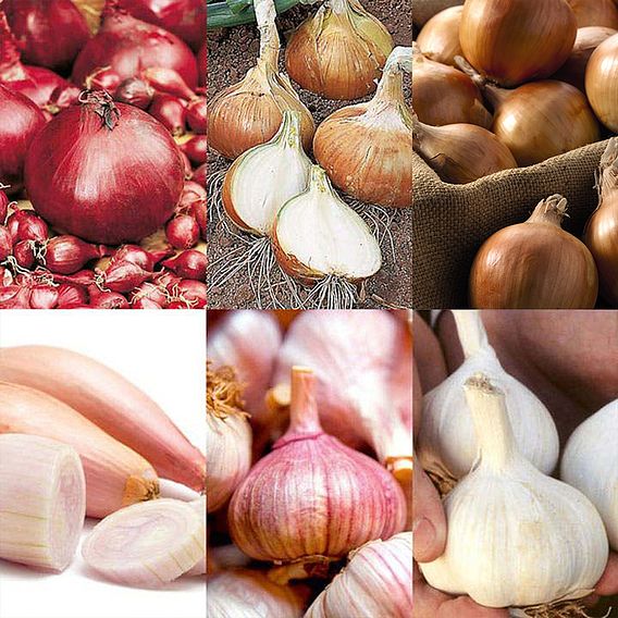 Autumn Planting Onion/Garlic/Shallot Collection