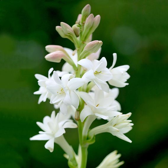 Polianthes tuberosa 'The Pearl'