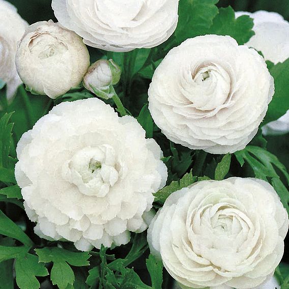 Ranunculus Bulbs - White