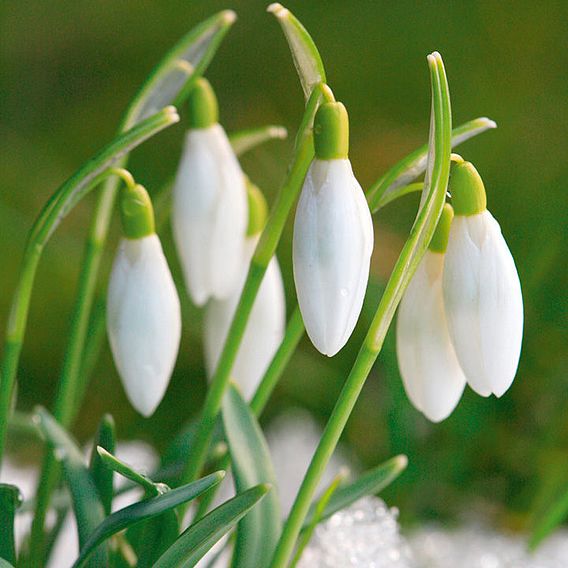 Galanthus (Snowdrop) Bulbs - Single Flowered Bulb