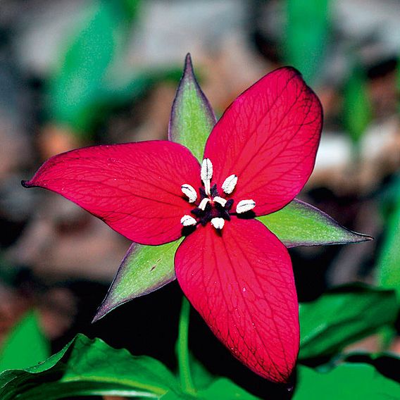 Trillium erectum