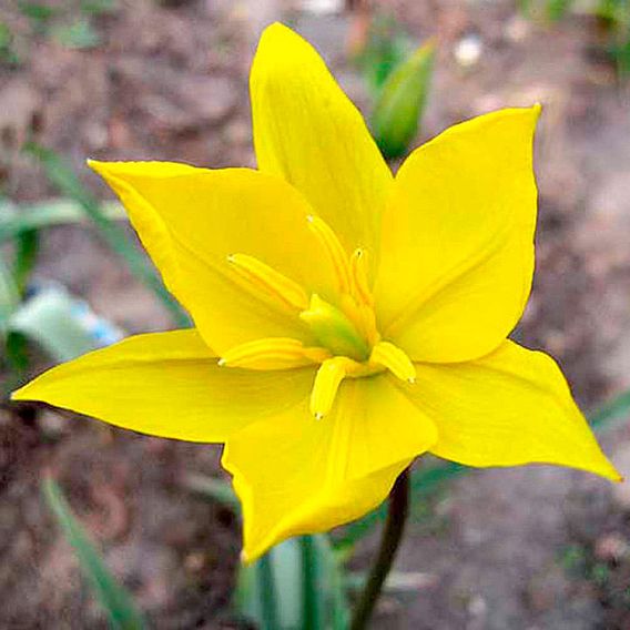Tulip sylvestris