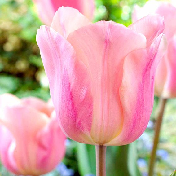 Tulip 'Apricot Beauty'