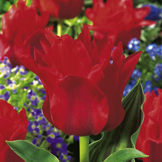 Tulip 'Red Riding Hood'