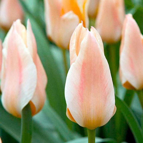 Tulip 'Fur Elise'