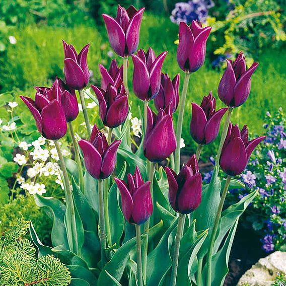 Tulip 'Havran'