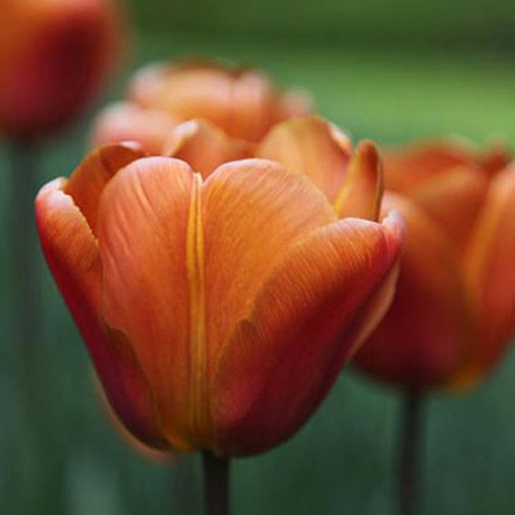 Tulip 'Brown Sugar'