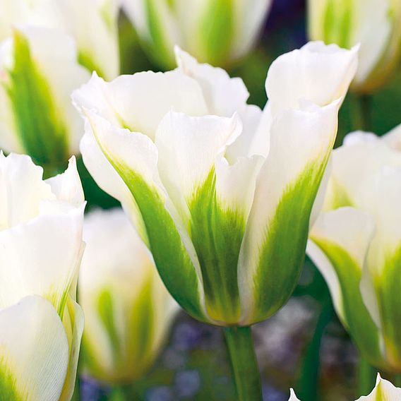 Tulip 'Spring Green'