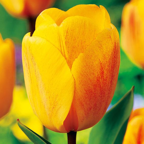 Tulip 'Golden Apeldoorn'