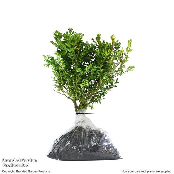 Box (Hedging)